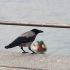 Il corvo e la papera