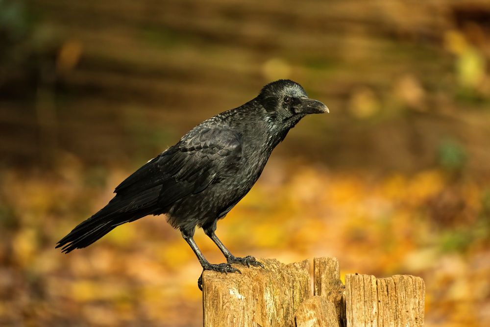 il corvo