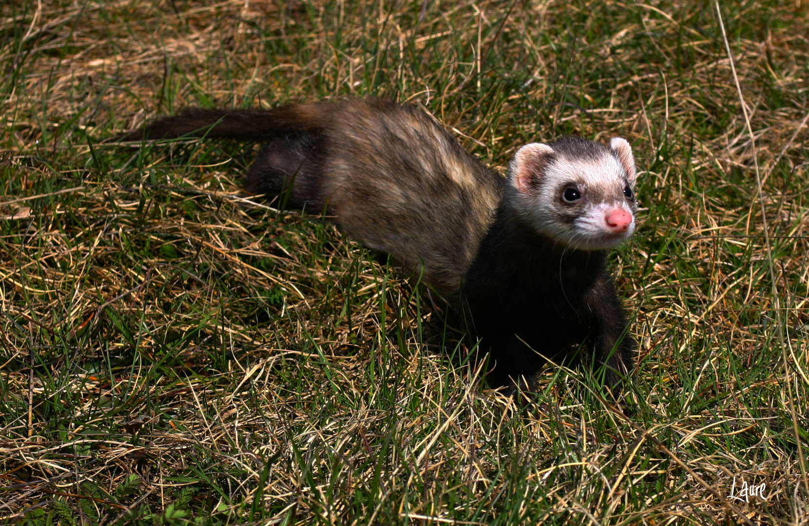 Il court, il court, le Furet !