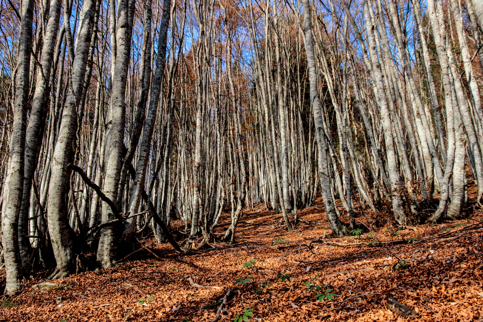 il cuoio capelluto del bosco