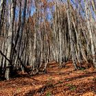 il cuoio capelluto del bosco