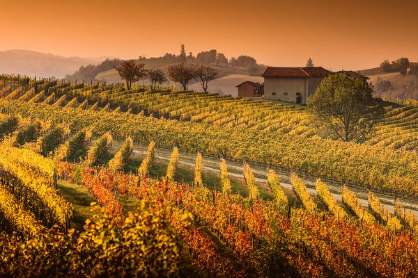 ~ Il cuore d'oro del Barolo ~