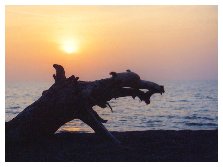 Il drago dal Cecina al Mare