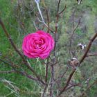 il en reste encore dans mon jardin