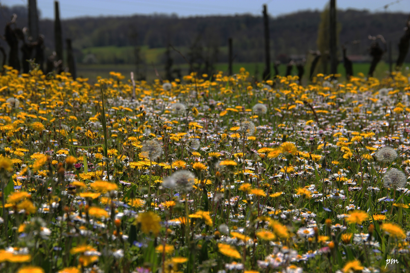 Il est arrivé : le printemps !