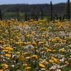 Il est arrivé : le printemps !