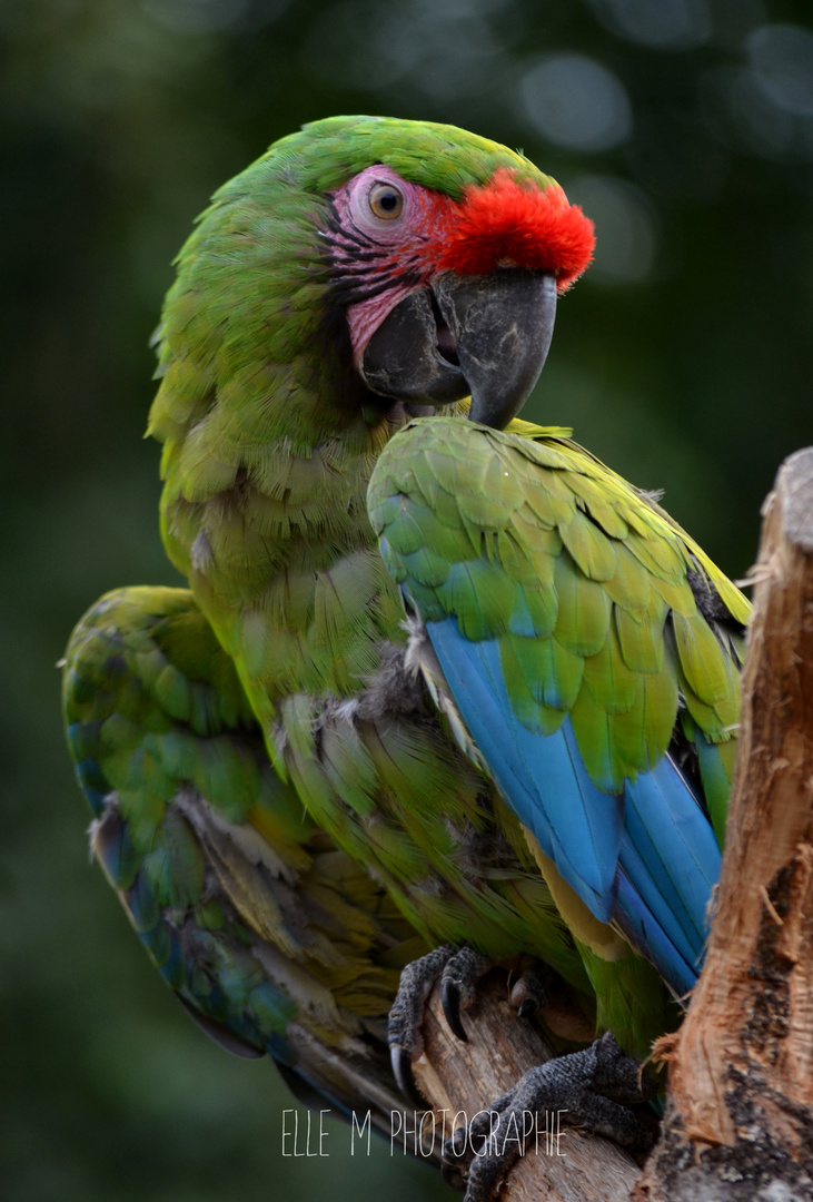 Il est Beau Coco !