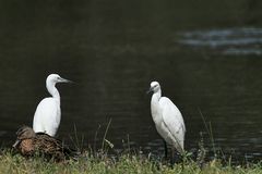 Il est fâché le canard ???