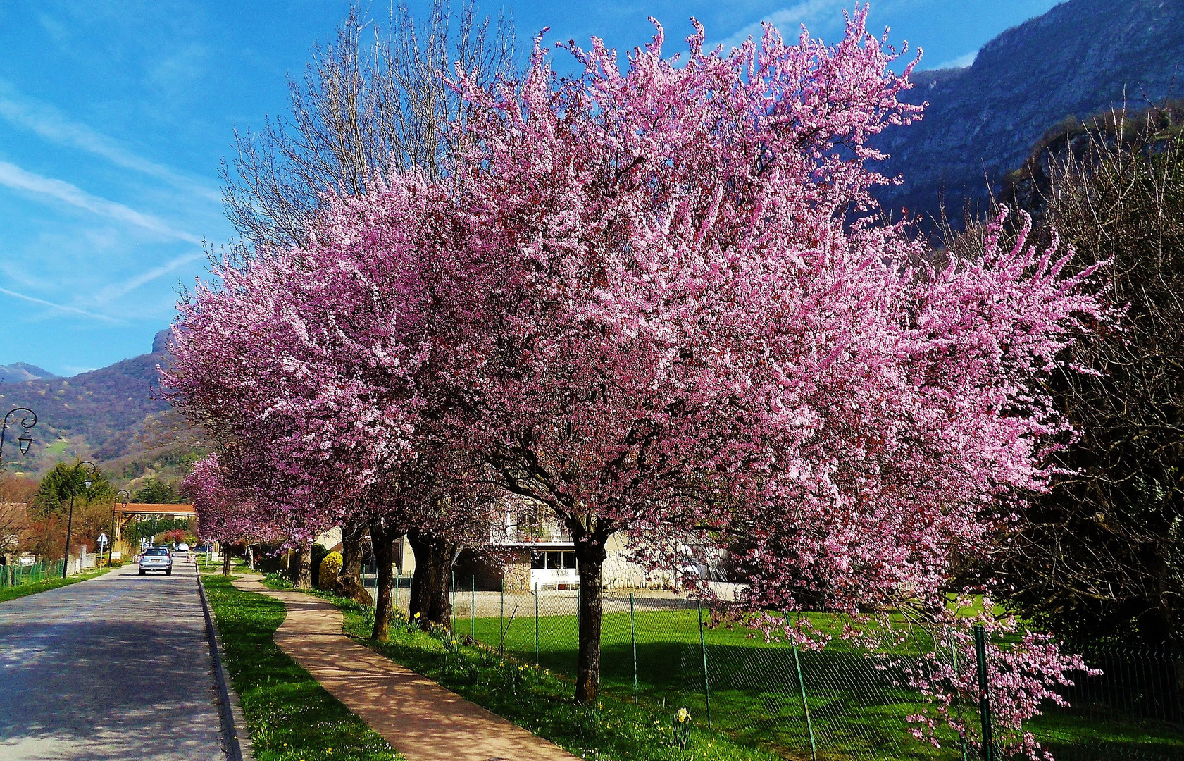 Il est là.......Le printemps.