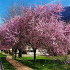 Il est là.......Le printemps.