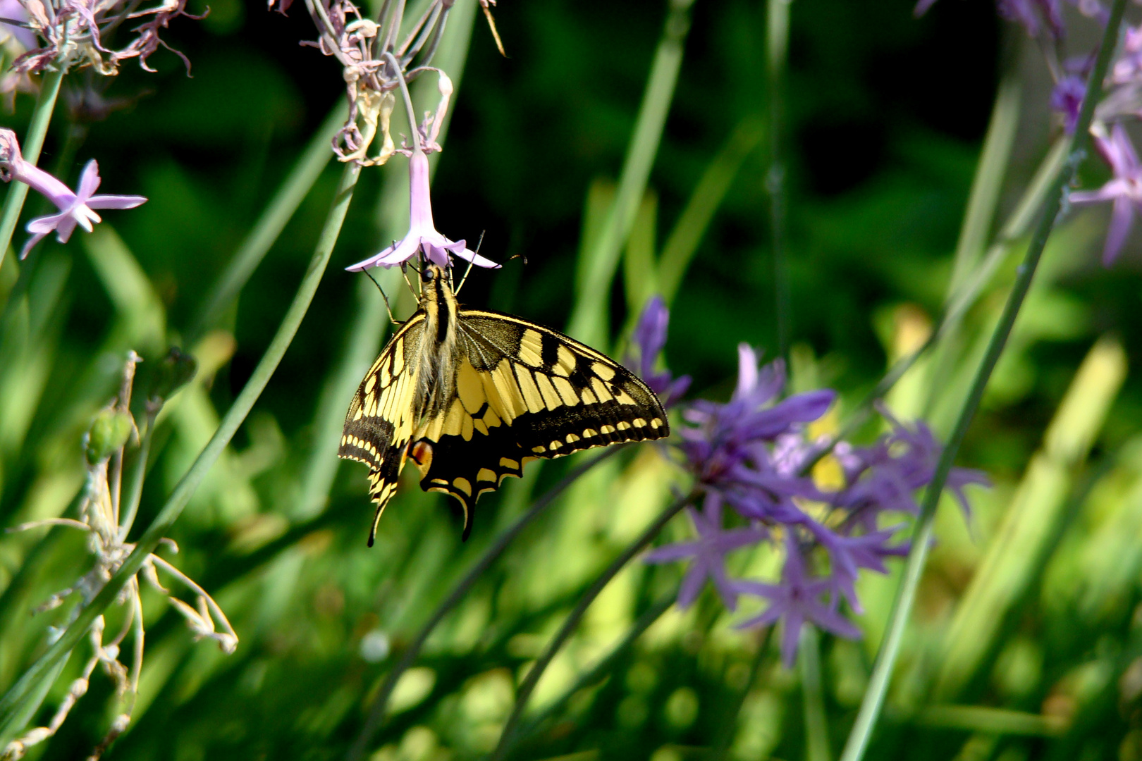 Il est libre