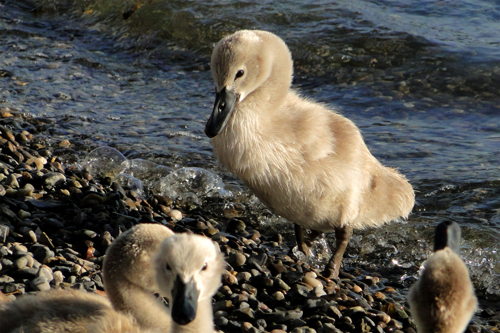 Il est si mignon, le petit cygne