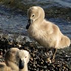 Il est si mignon, le petit cygne