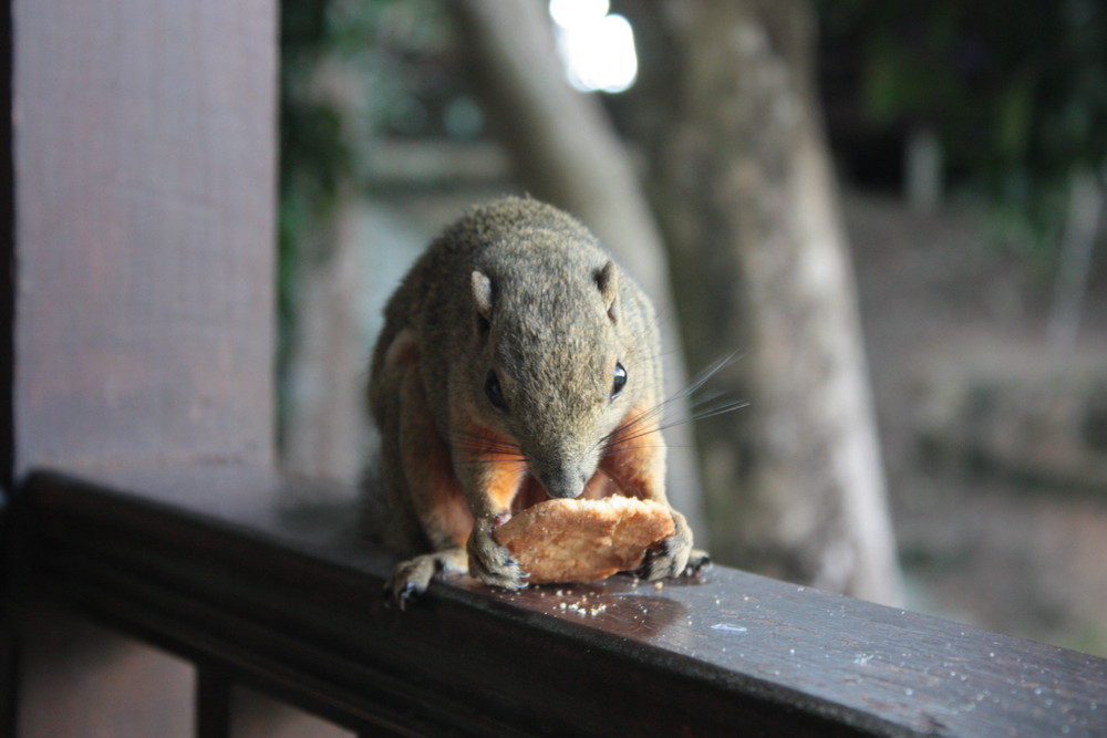 il est vachement bon se biscuit!!!