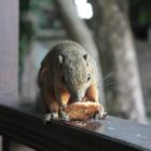 il est vachement bon se biscuit!!!