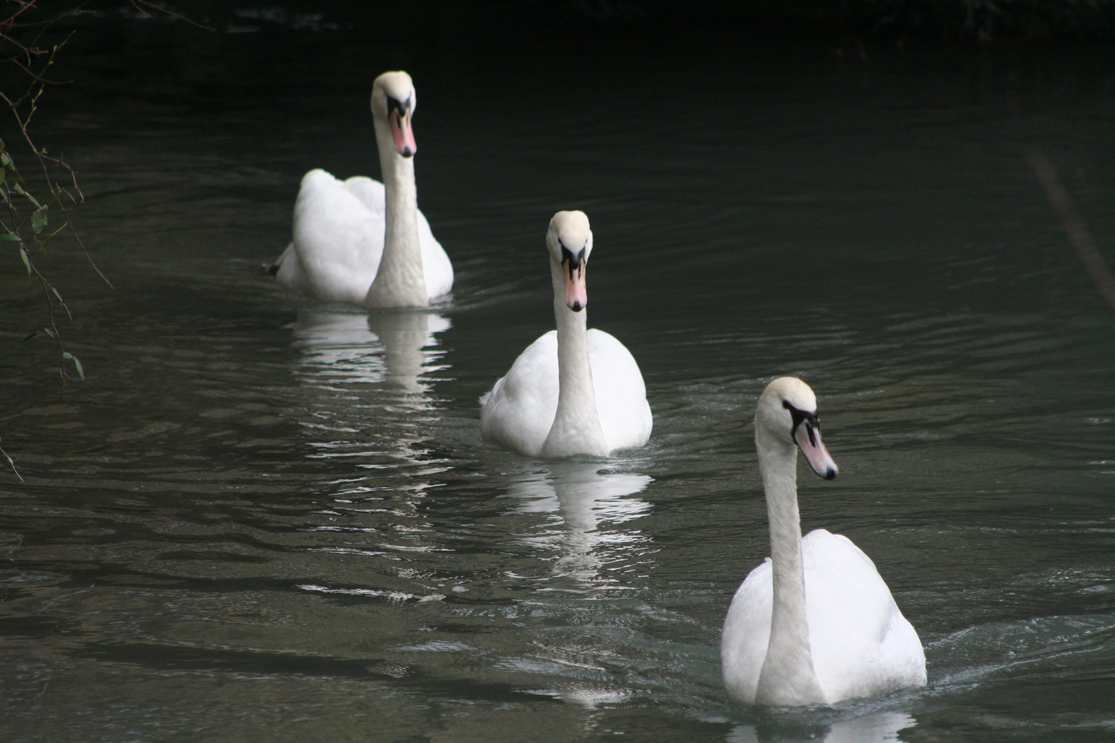 Il etait 3 cygnes...