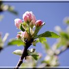 Il était une fois ... le Printemps !