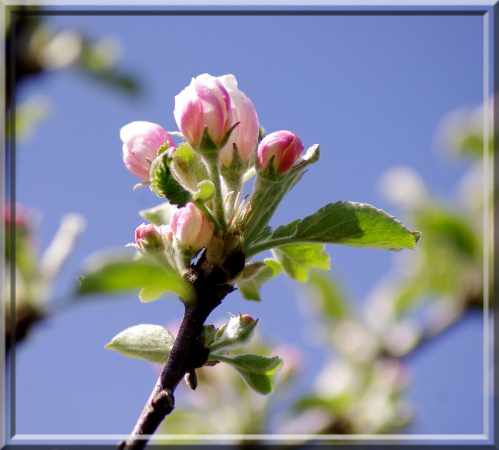 Il était une fois ... le Printemps !