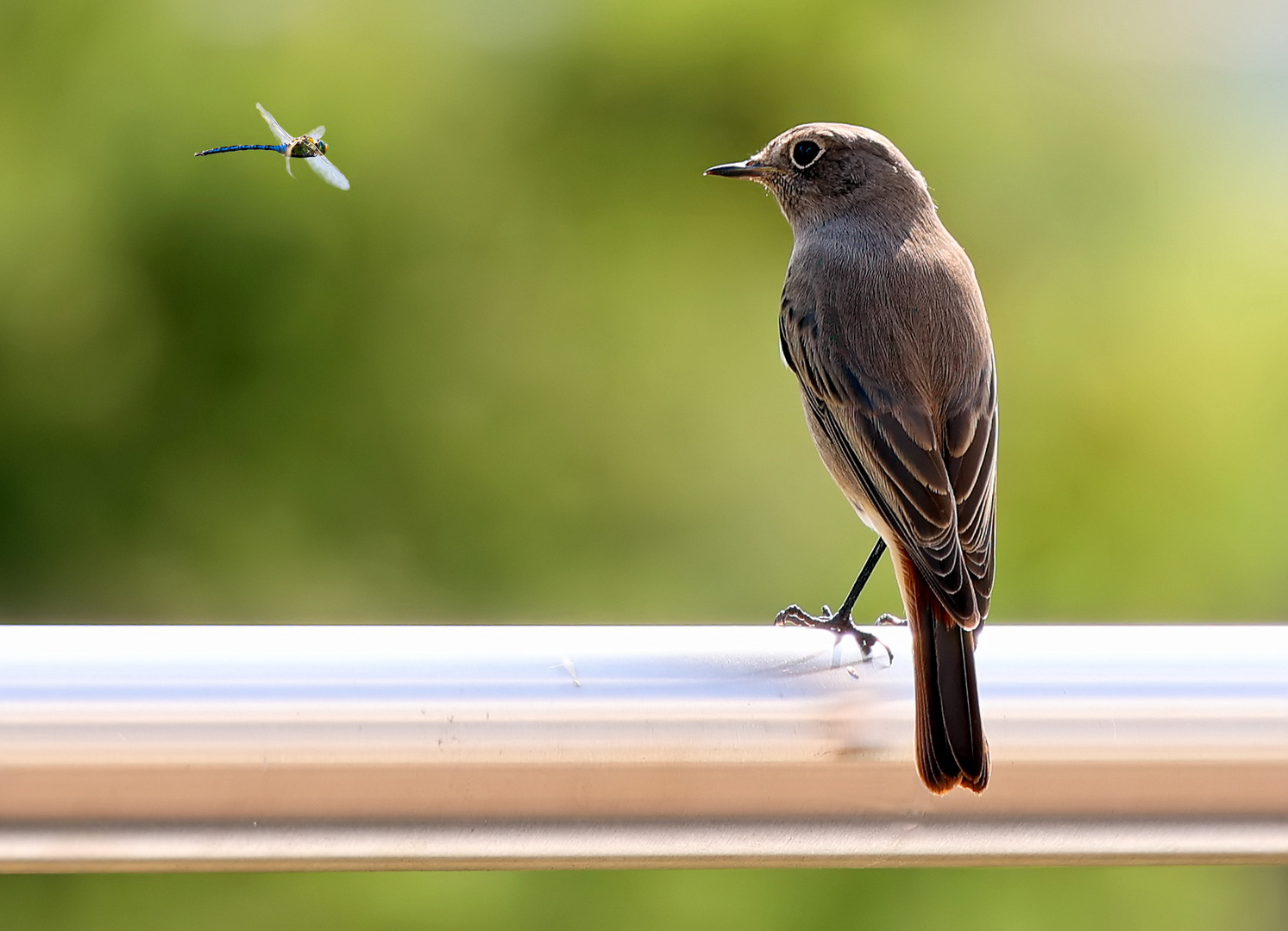 Il était une fois l´oiseau et une libellule...