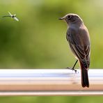 Il était une fois l´oiseau et une libellule...