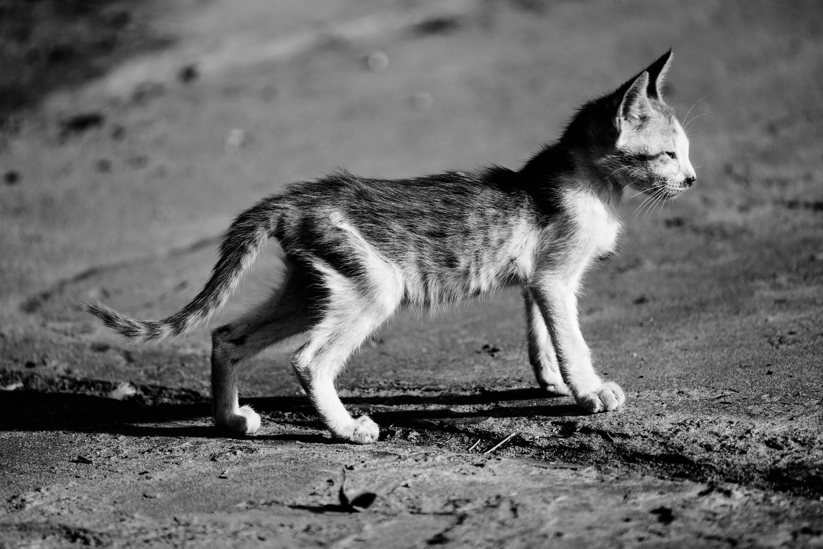 Il était une fois ... un chat perdu