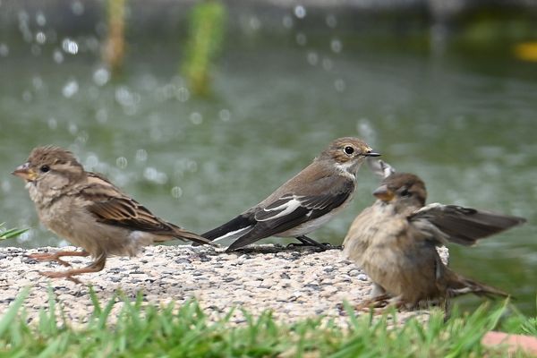 Il fait chaud pour eux aussi !