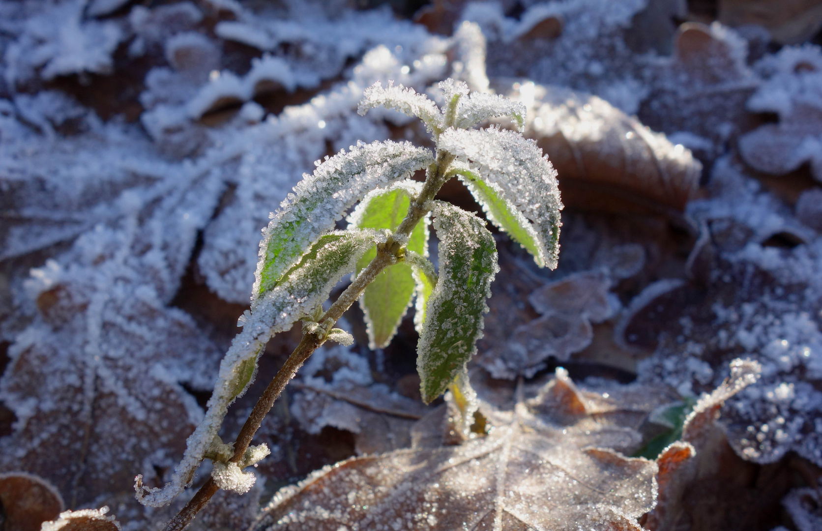 il fait froid ce matin