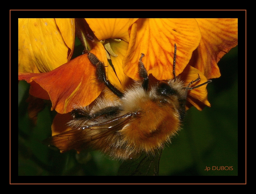 " Il fait tellement frais, que les abeilles ont remis une petite laine "