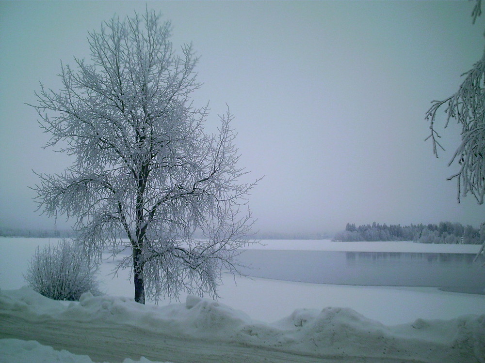 il fait très froid au cercle polaire! même les arbres on froids photo et image arbres, nature