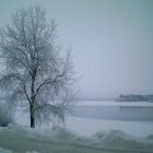 il fait très froid au cercle polaire! même les arbres on froids