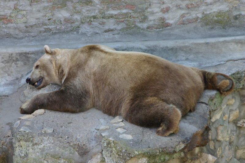 il fait trop chaud!