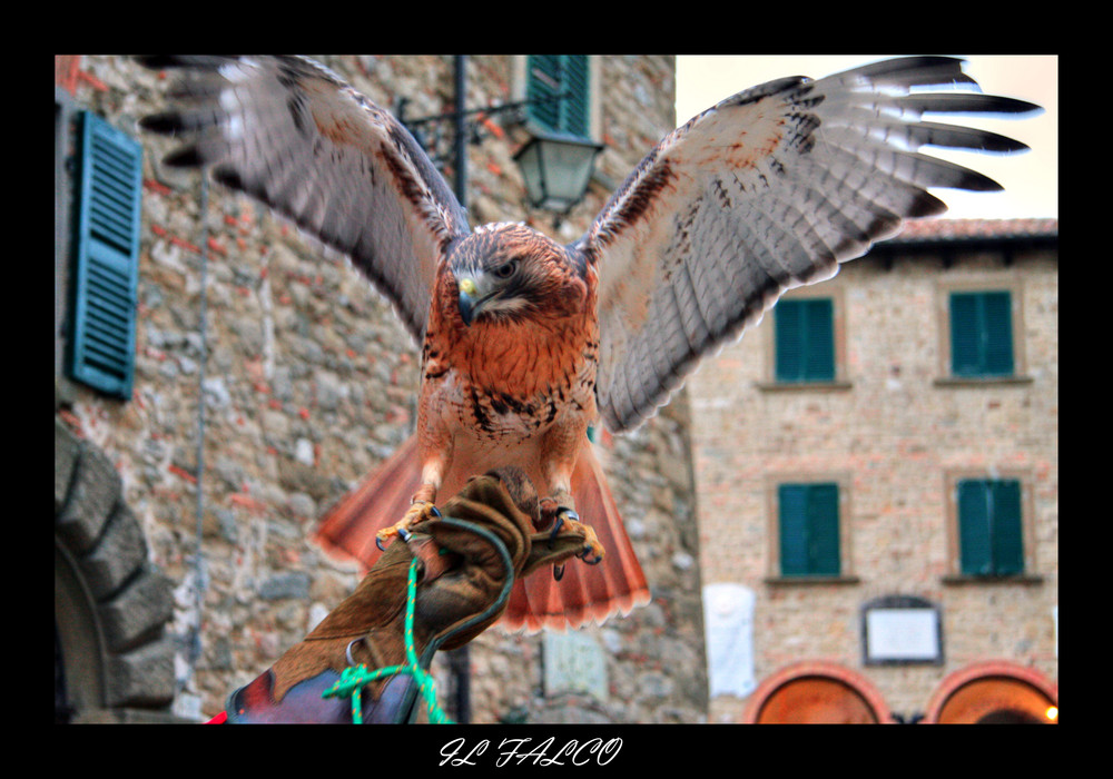 IL FALCO