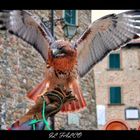 IL FALCO