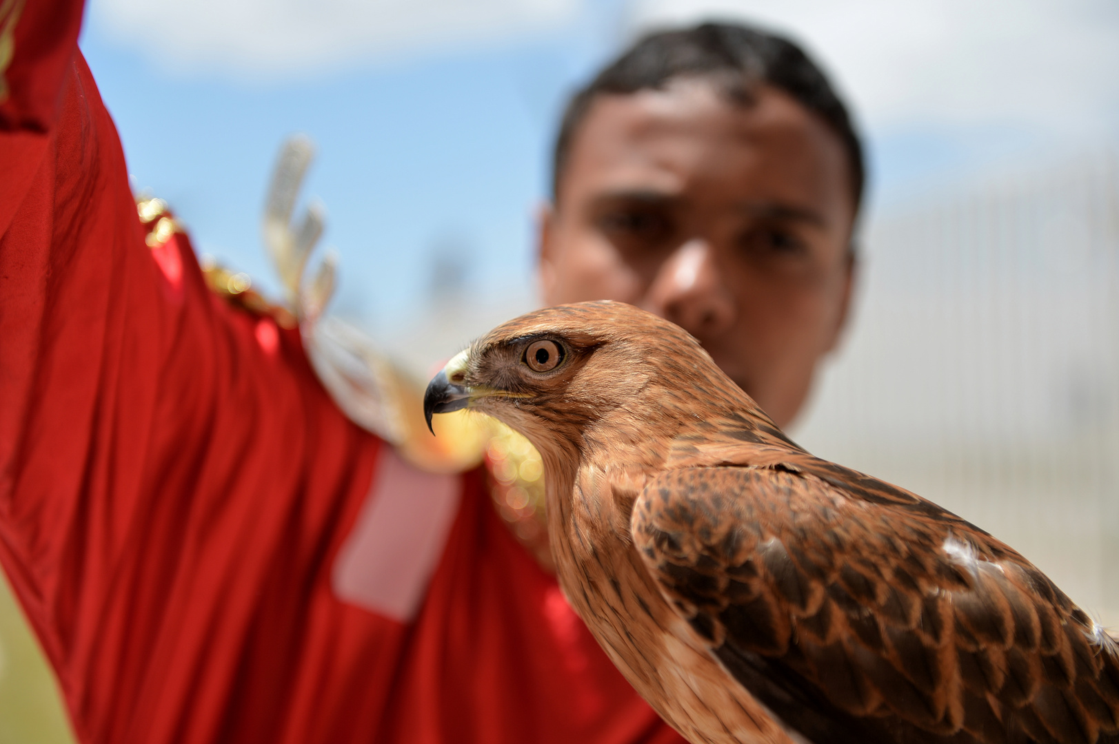 Il Falco