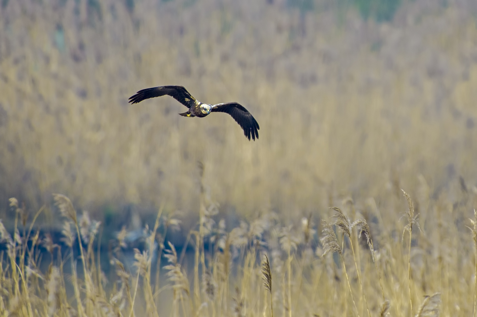 il falco di palude