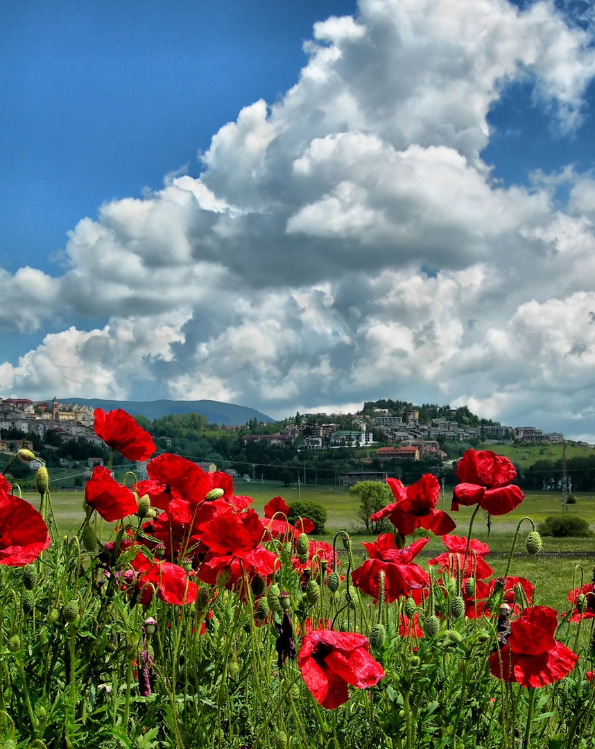 il fascino dei papaveri