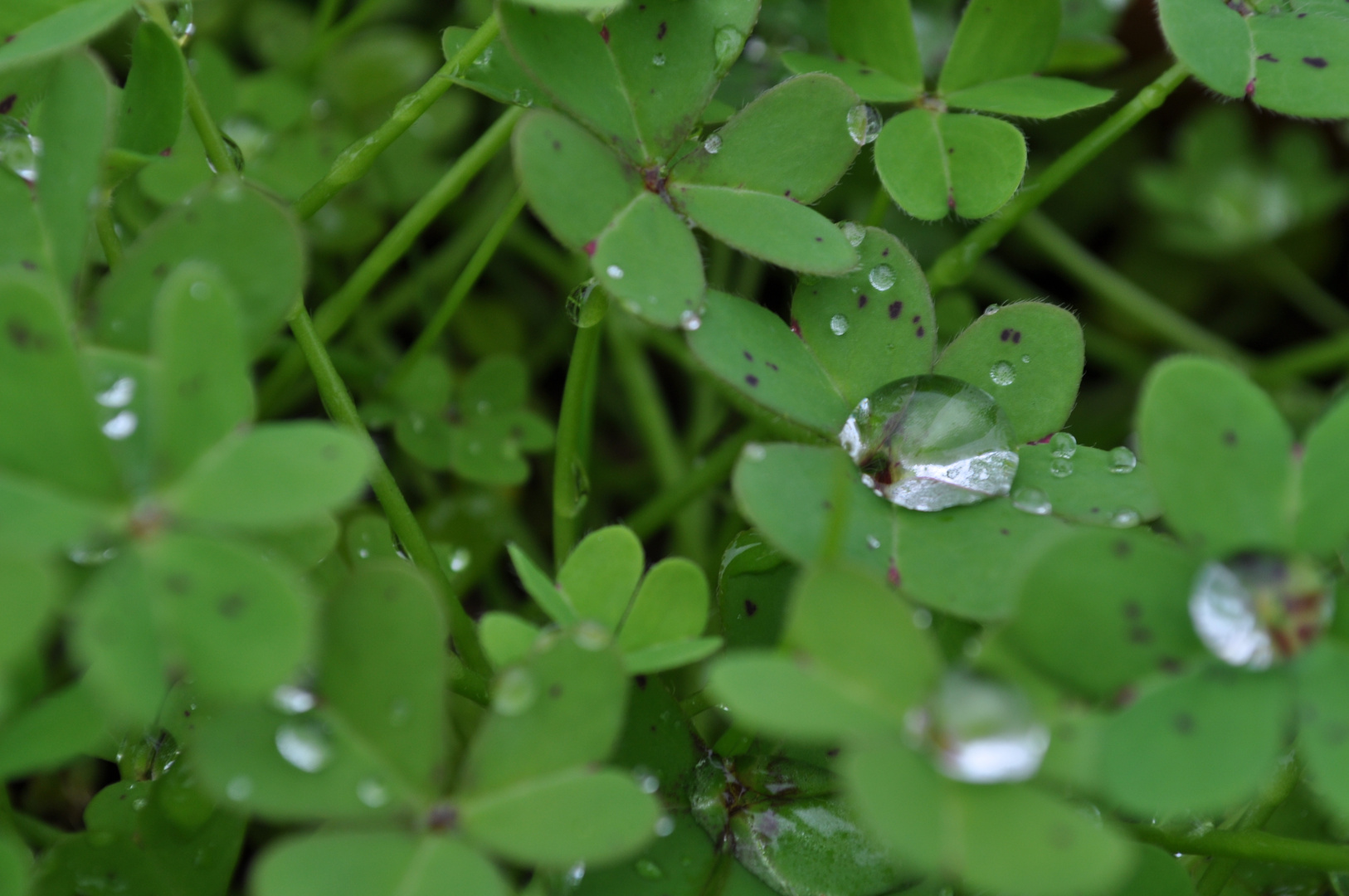 il fascino del micro-macro