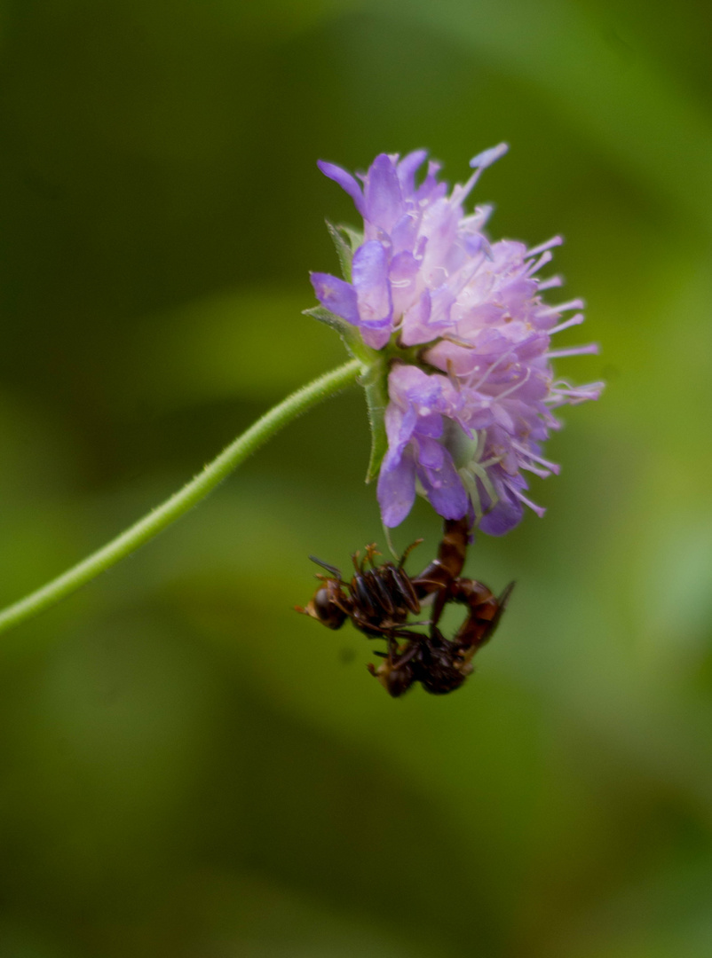 il faut toujours se méfier des jolies fleurs !