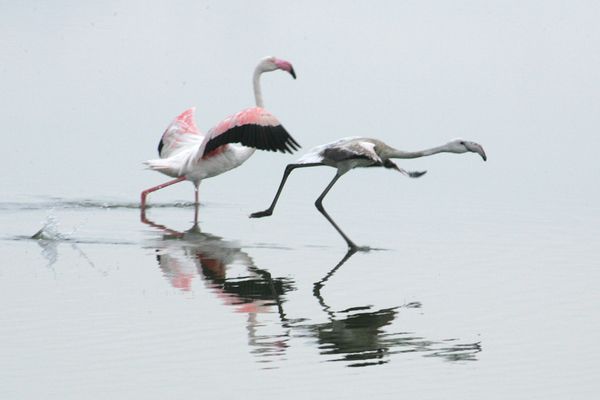 il fenicottero e il Pullo