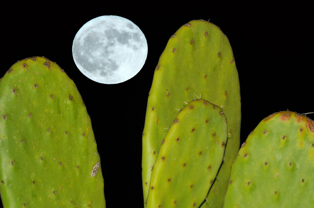 Il fico e a luna