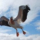 Il fiero pasto del Pellicano - Pelican's meal