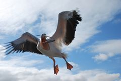 Il fiero pasto del Pellicano - Pelican's meal