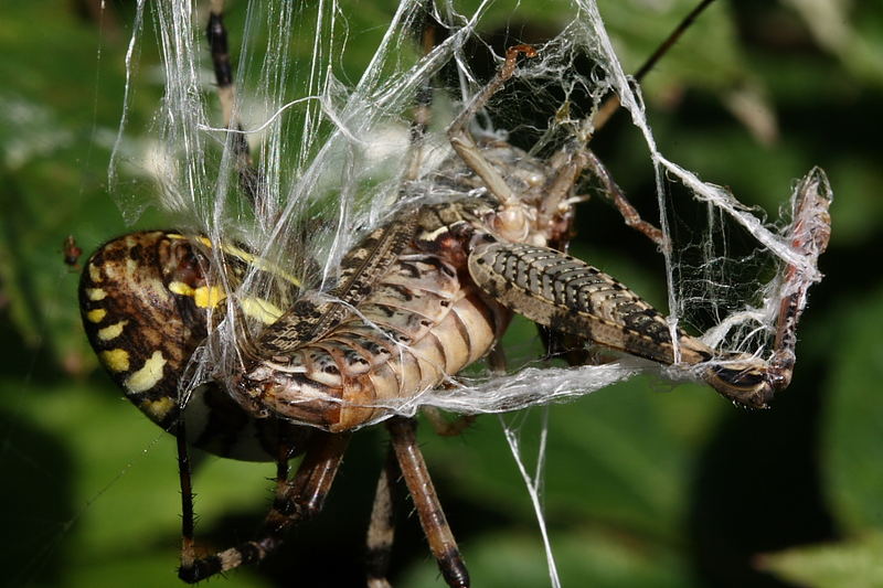 Il fiero pasto dell'argiope