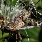 Il fiero pasto dell'argiope