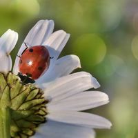 il fiore