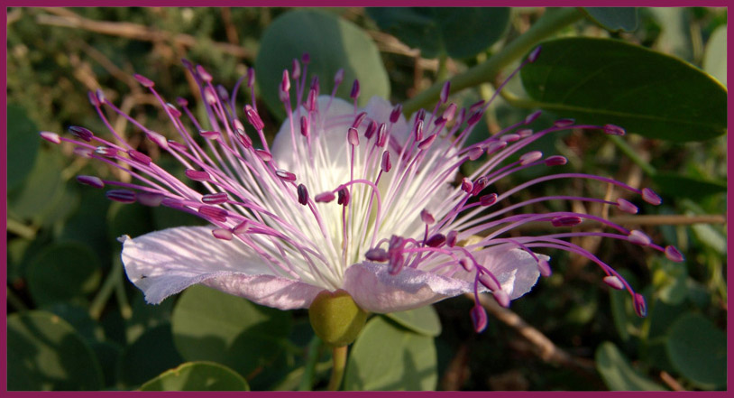 Il fiore del cappero selvatico