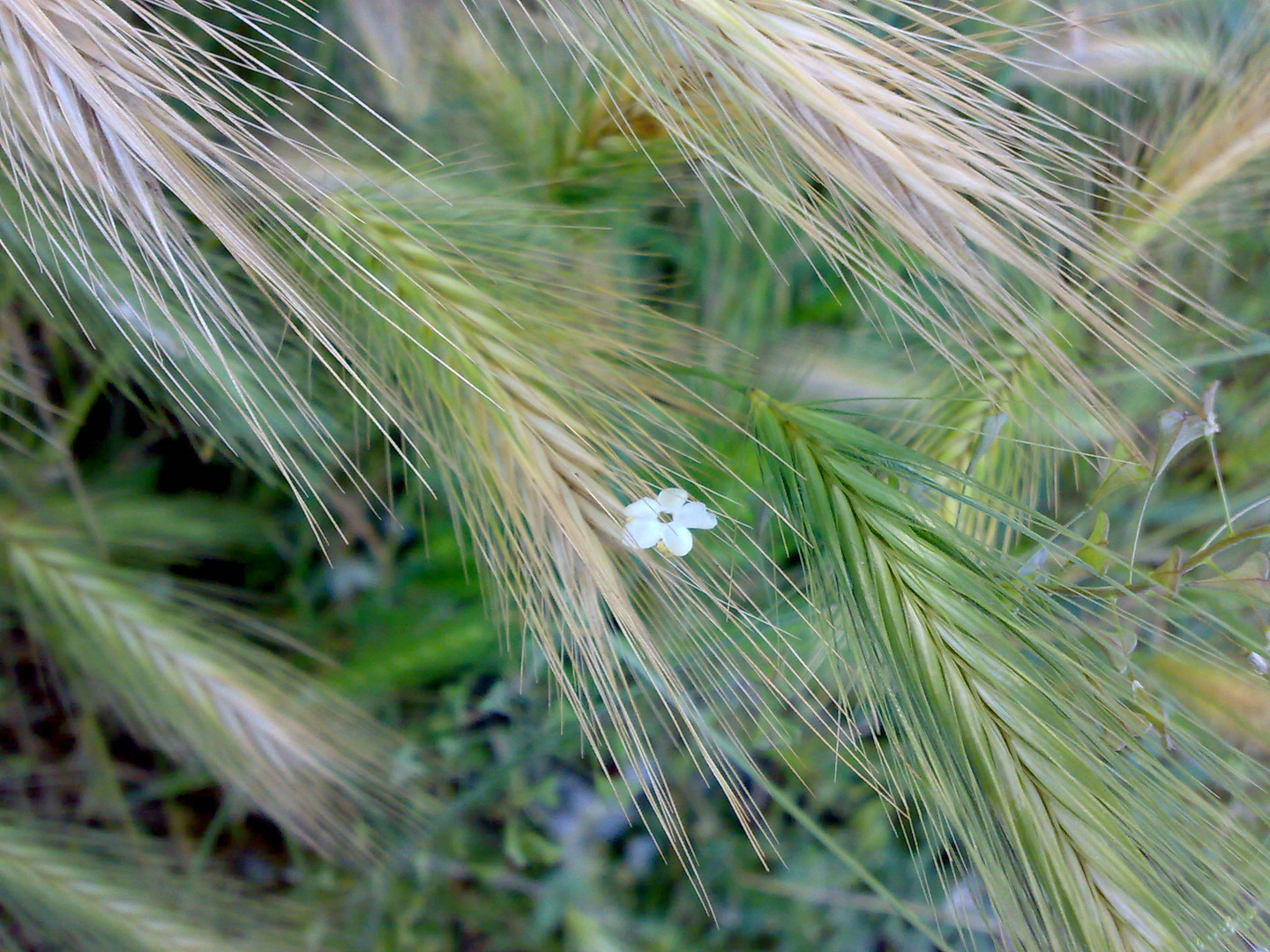 il fiore del vento.