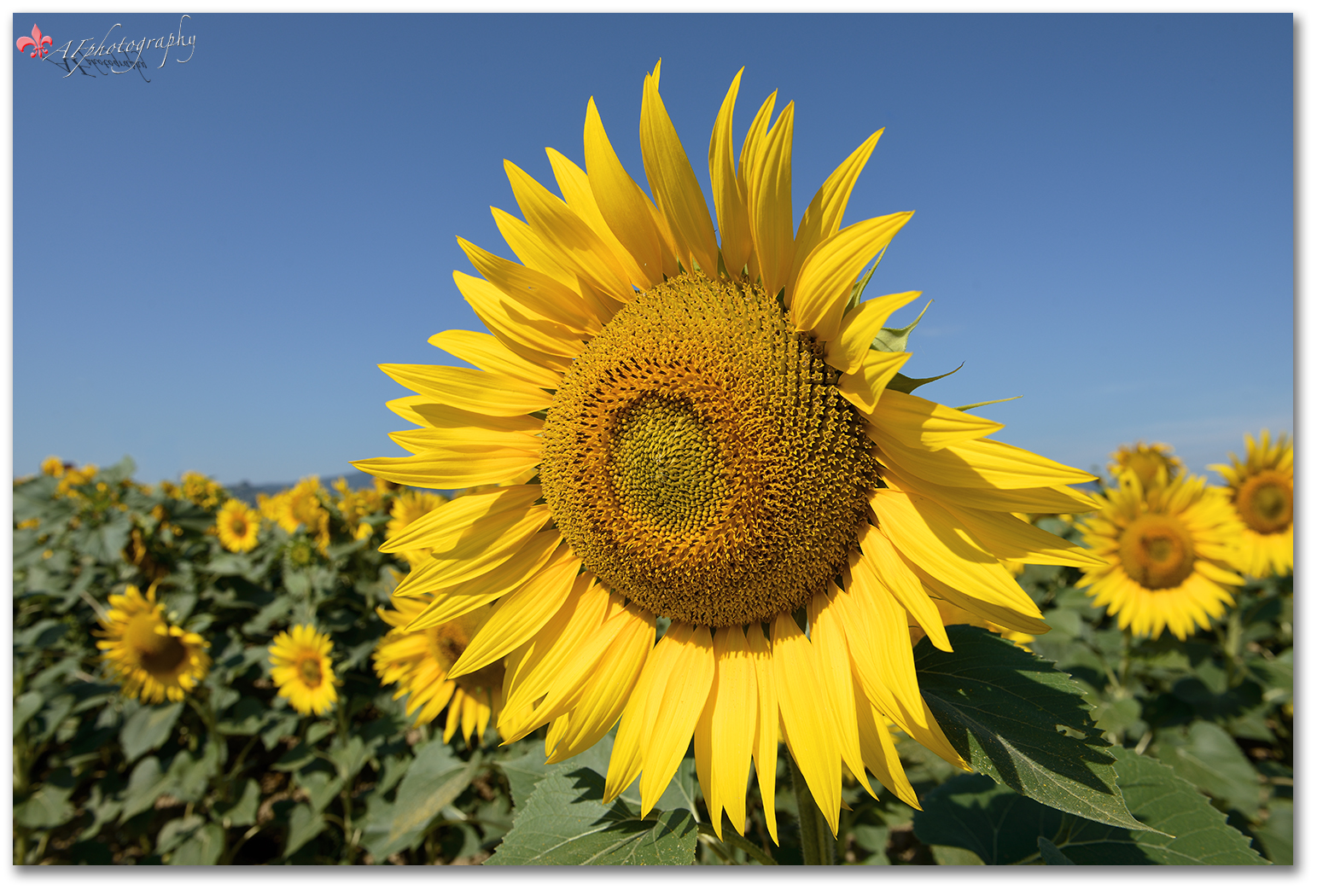 Il fiore dell'estate