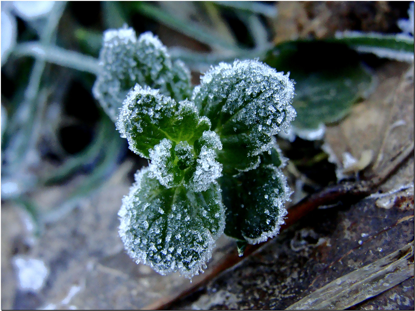 il fiore di cristallo