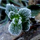 il fiore di cristallo